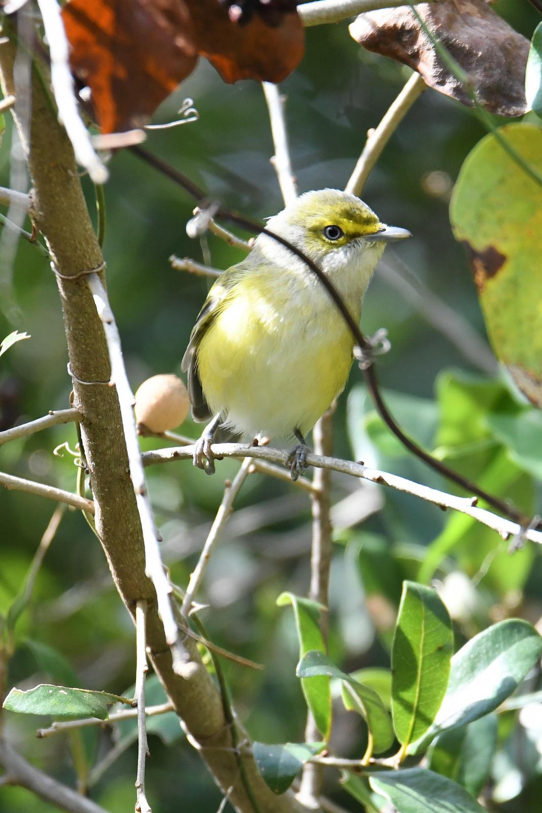 White-eyed Vireo Photo by Jerry Chen