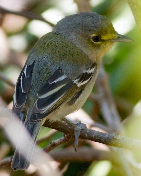 Thick-billed Vireo Photo by Tom Johnson