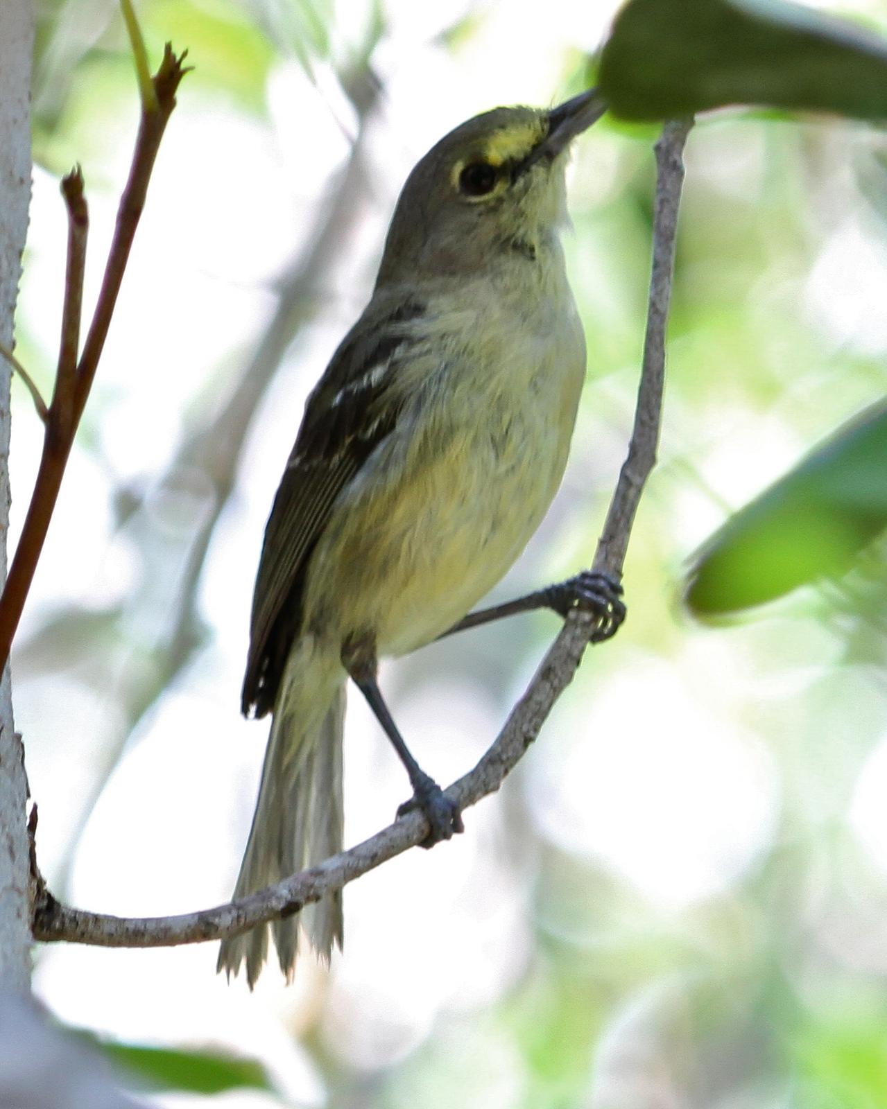 Thick-billed Vireo Photo by Monte Taylor