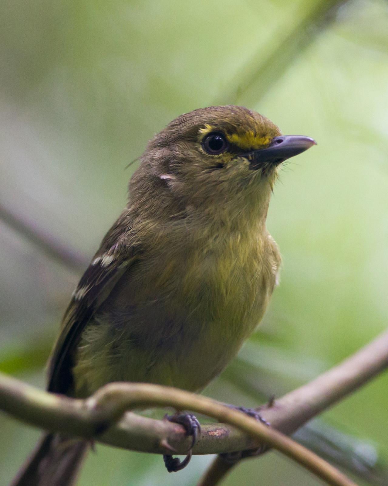 Thick-billed Vireo Photo by Kevin Berkoff