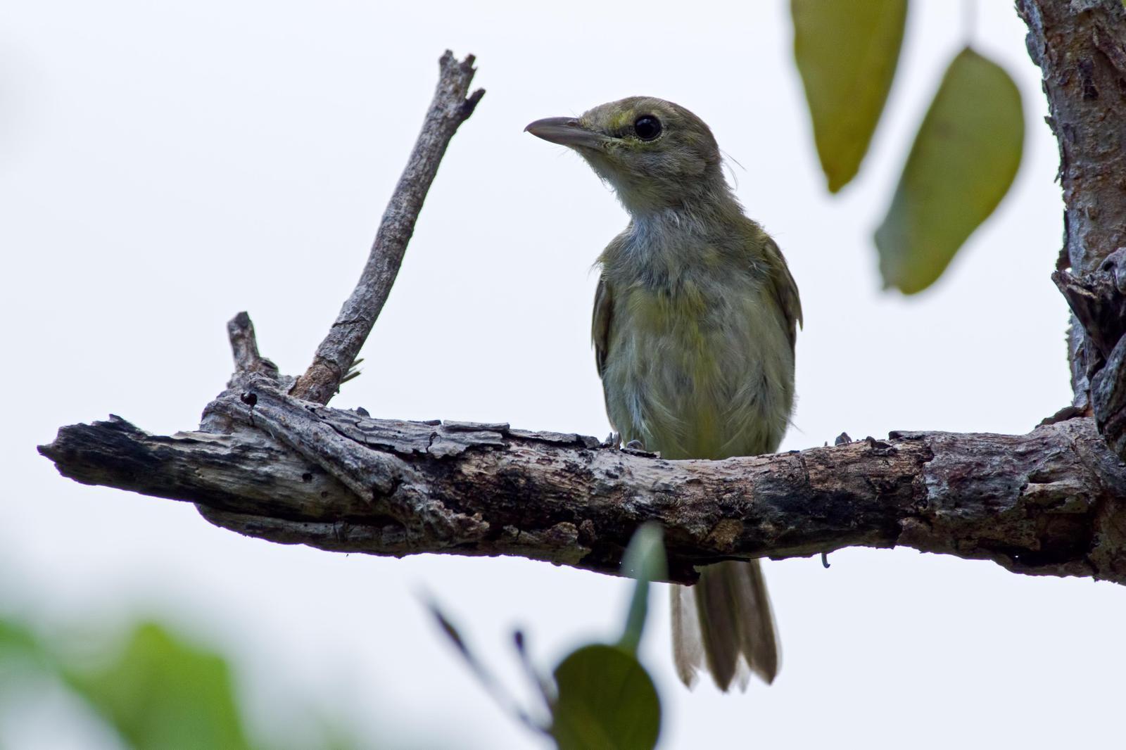 Thick-billed Vireo Photo by Rob Dickerson