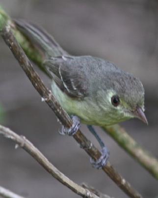 Cuban Vireo Photo by William Price