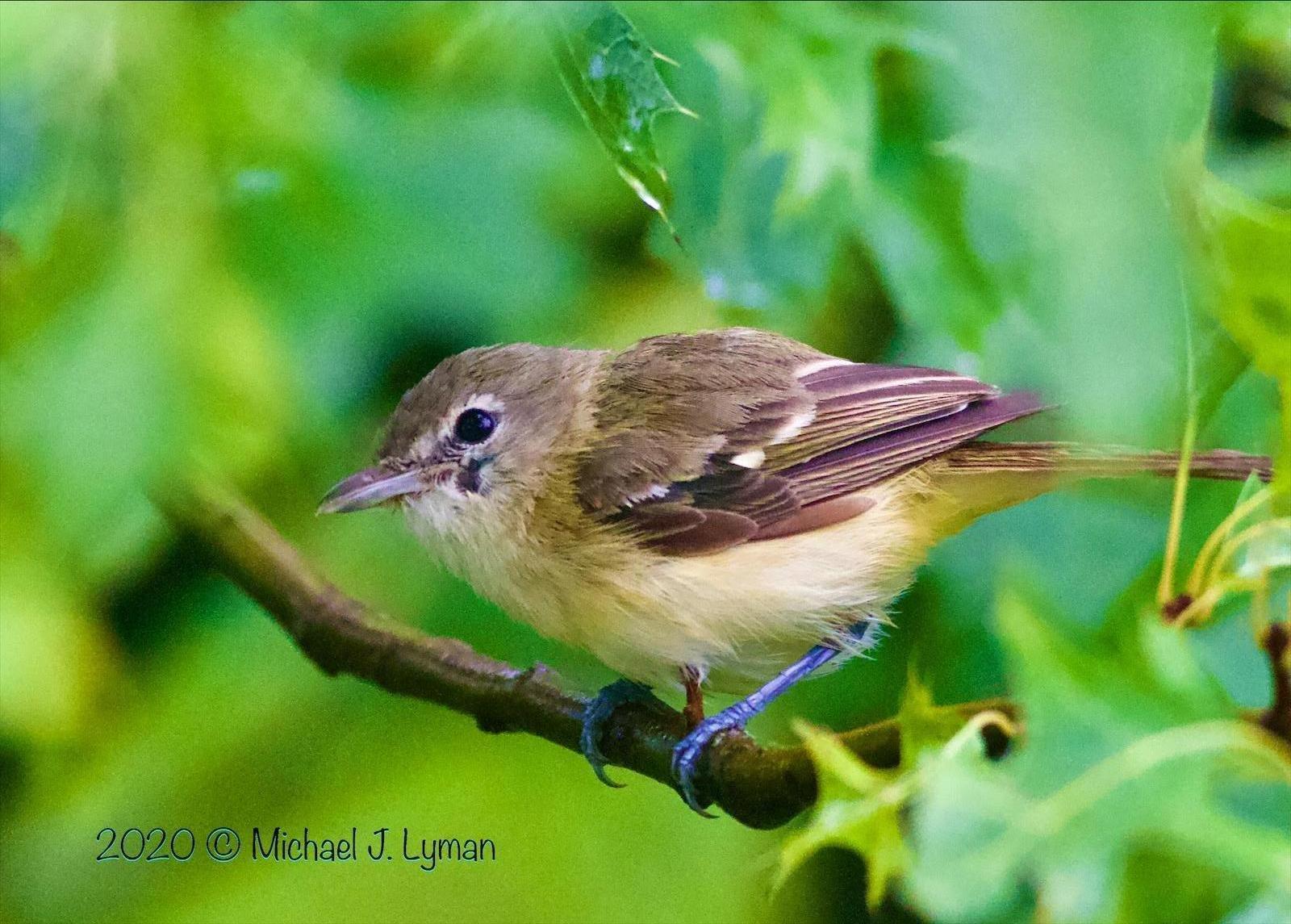 Bell's Vireo Photo by Mike Lyman
