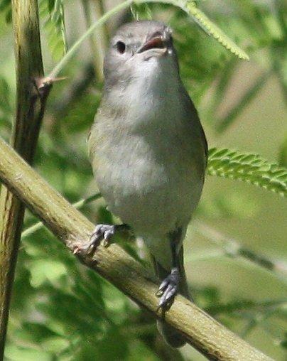 Bell's Vireo Photo by Andrew Core