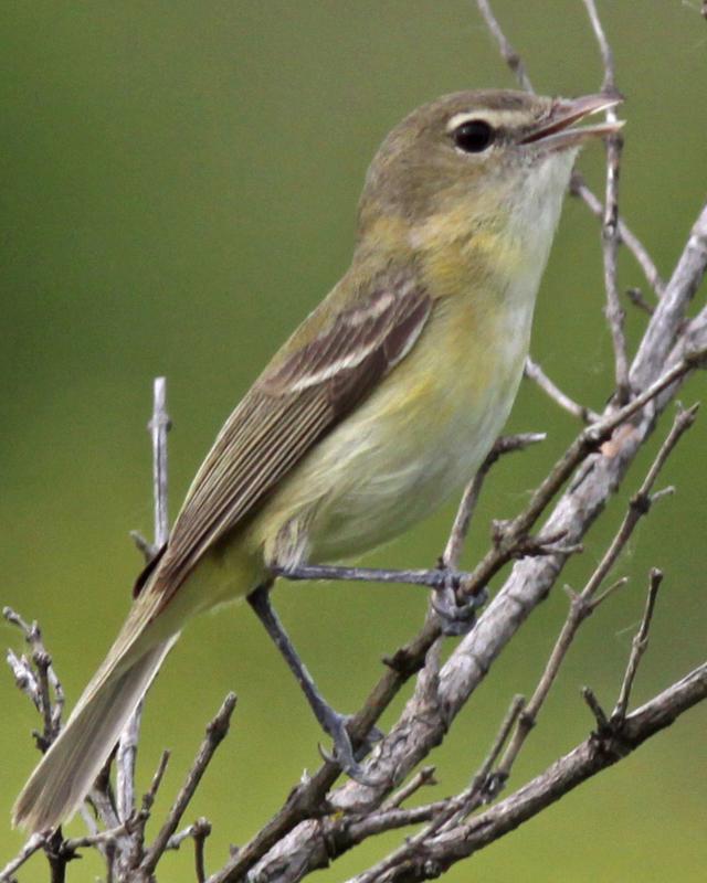 Bell's Vireo Photo by Larry Sirvio