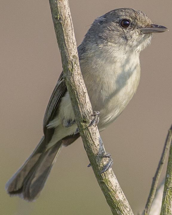 Bell's Vireo (Least) Photo by Anthony Gliozzo