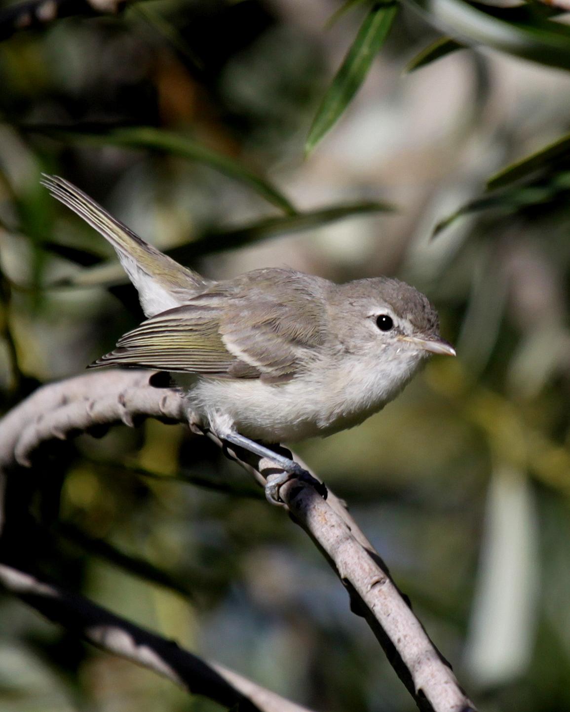Bell's Vireo (Least) Photo by Matthew Grube