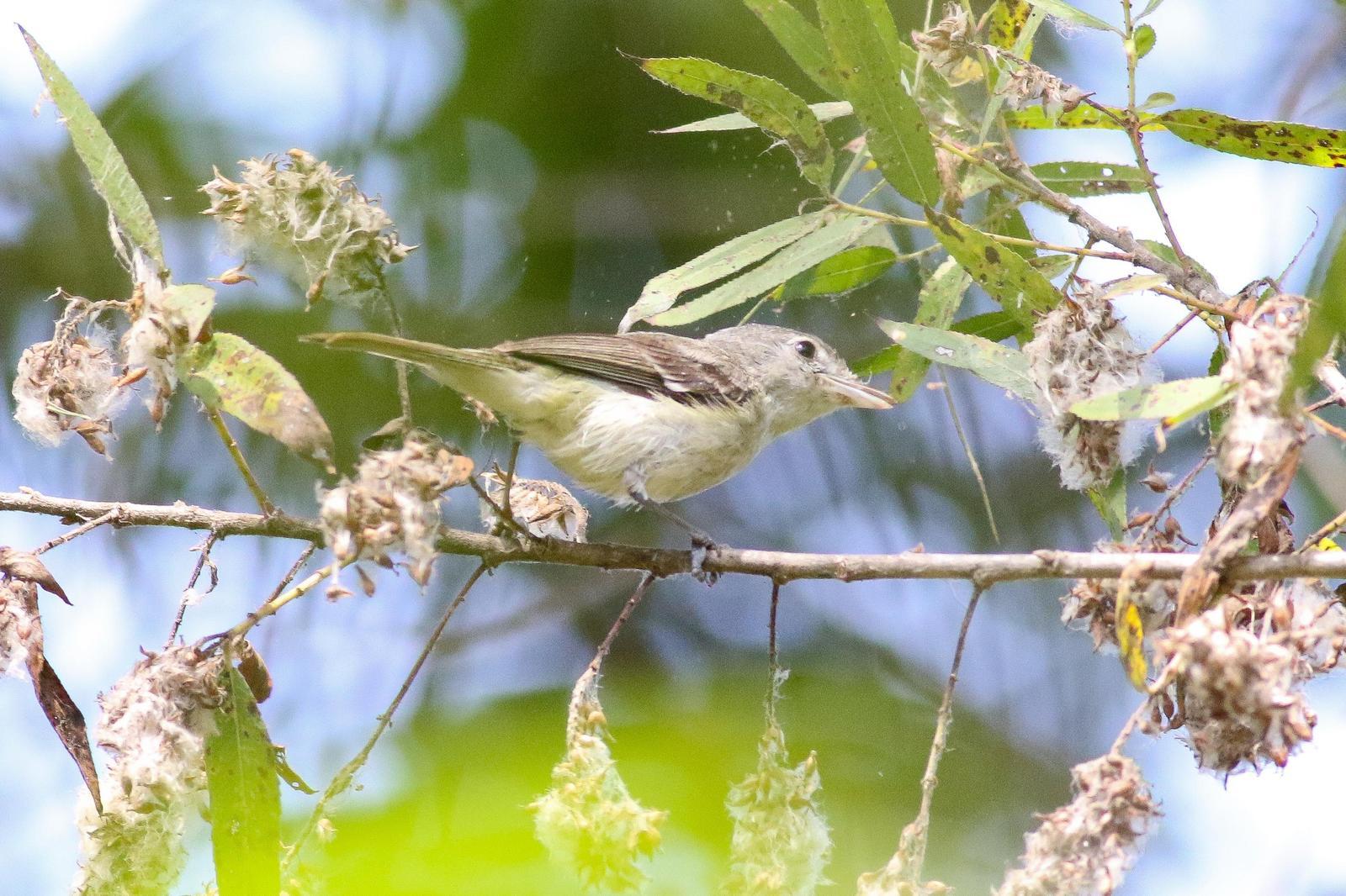 Bell's Vireo (Least) Photo by Tom Ford-Hutchinson