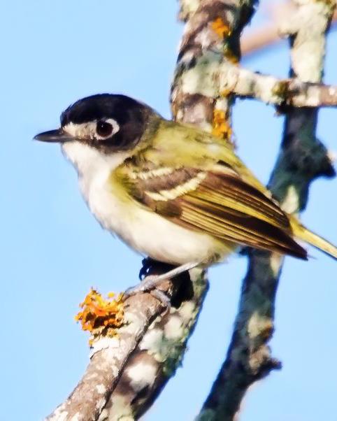 Black-capped Vireo Photo by Cody Conway