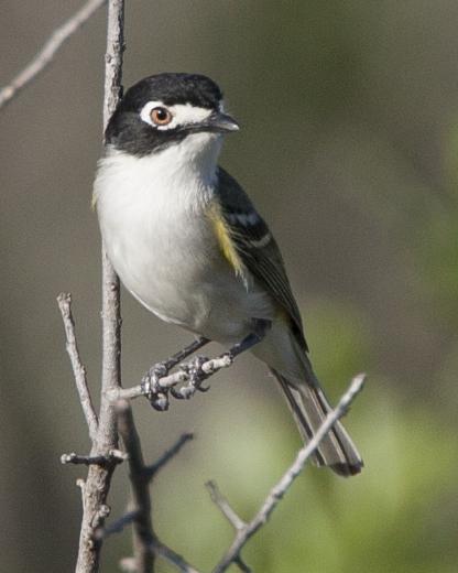 Black-capped Vireo Photo by Jeff Moore