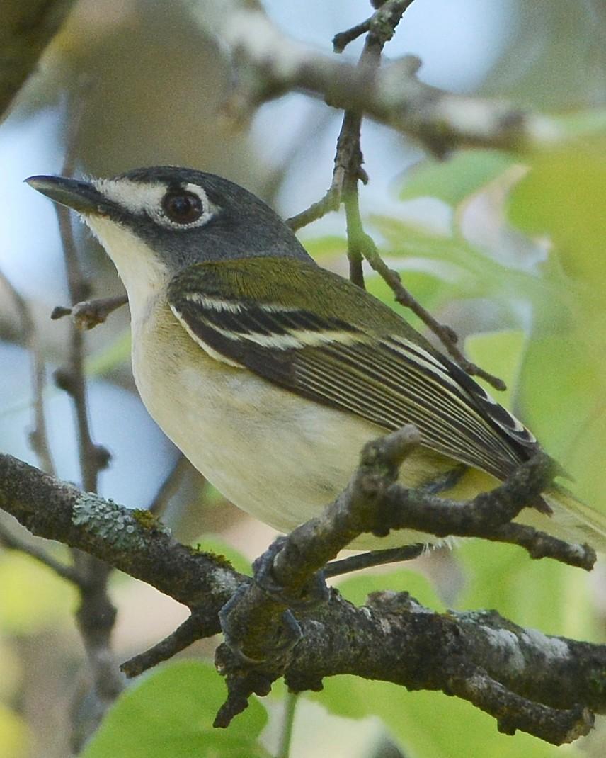 Black-capped Vireo Photo by David Hollie