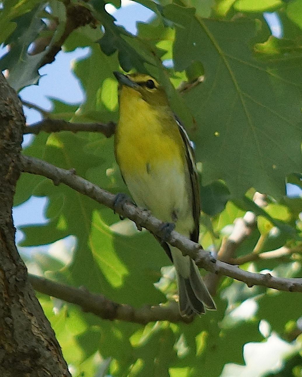 Yellow-throated Vireo Photo by Gerald Hoekstra