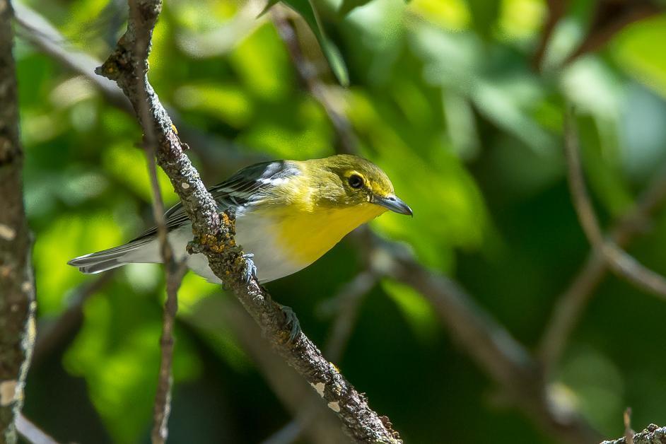 Yellow-throated Vireo Photo by Gerald Hoekstra