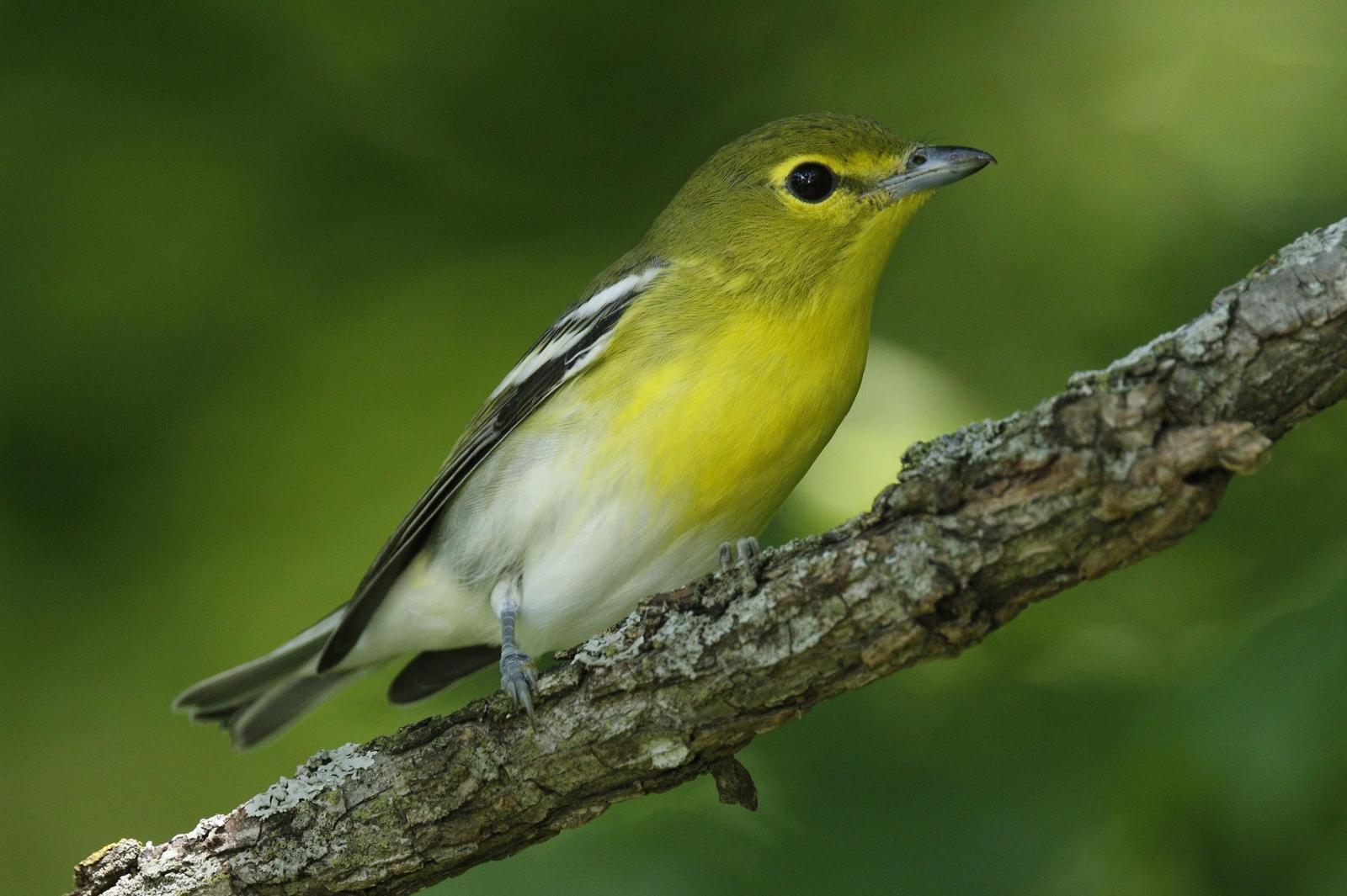 Yellow-throated Vireo Photo by Emily Willoughby
