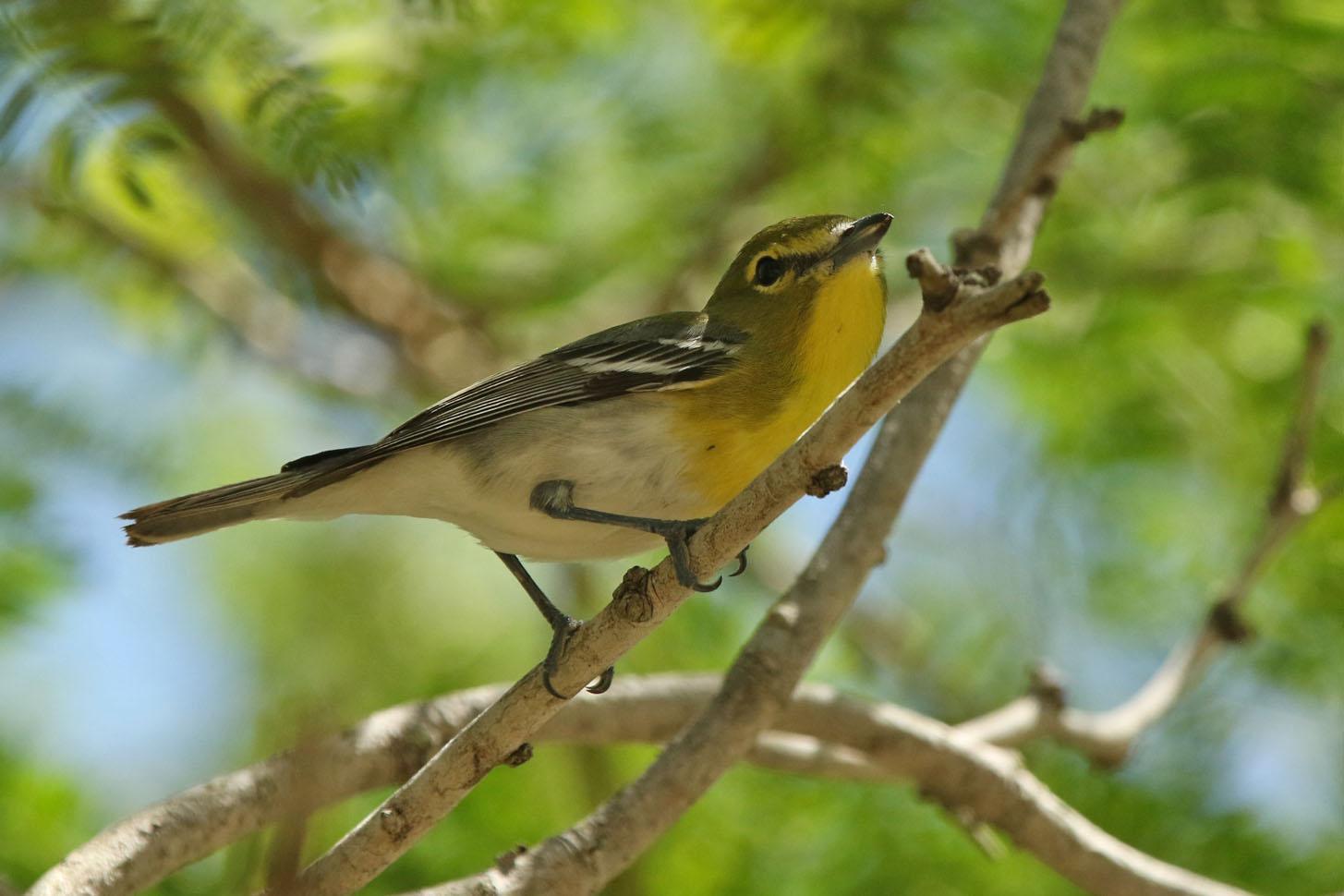 Yellow-throated Vireo Photo by Kristy Baker