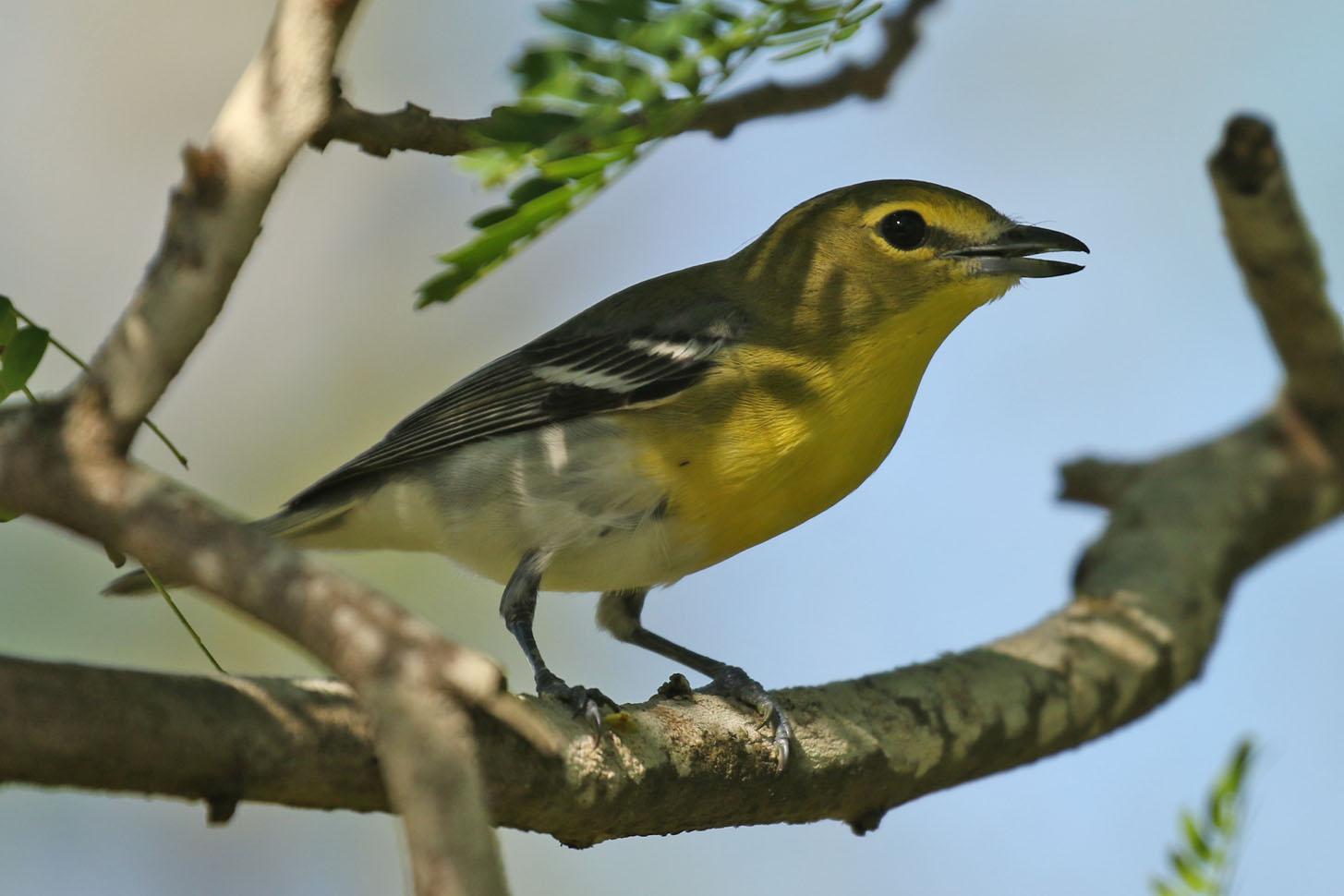 Yellow-throated Vireo Photo by Kristy Baker