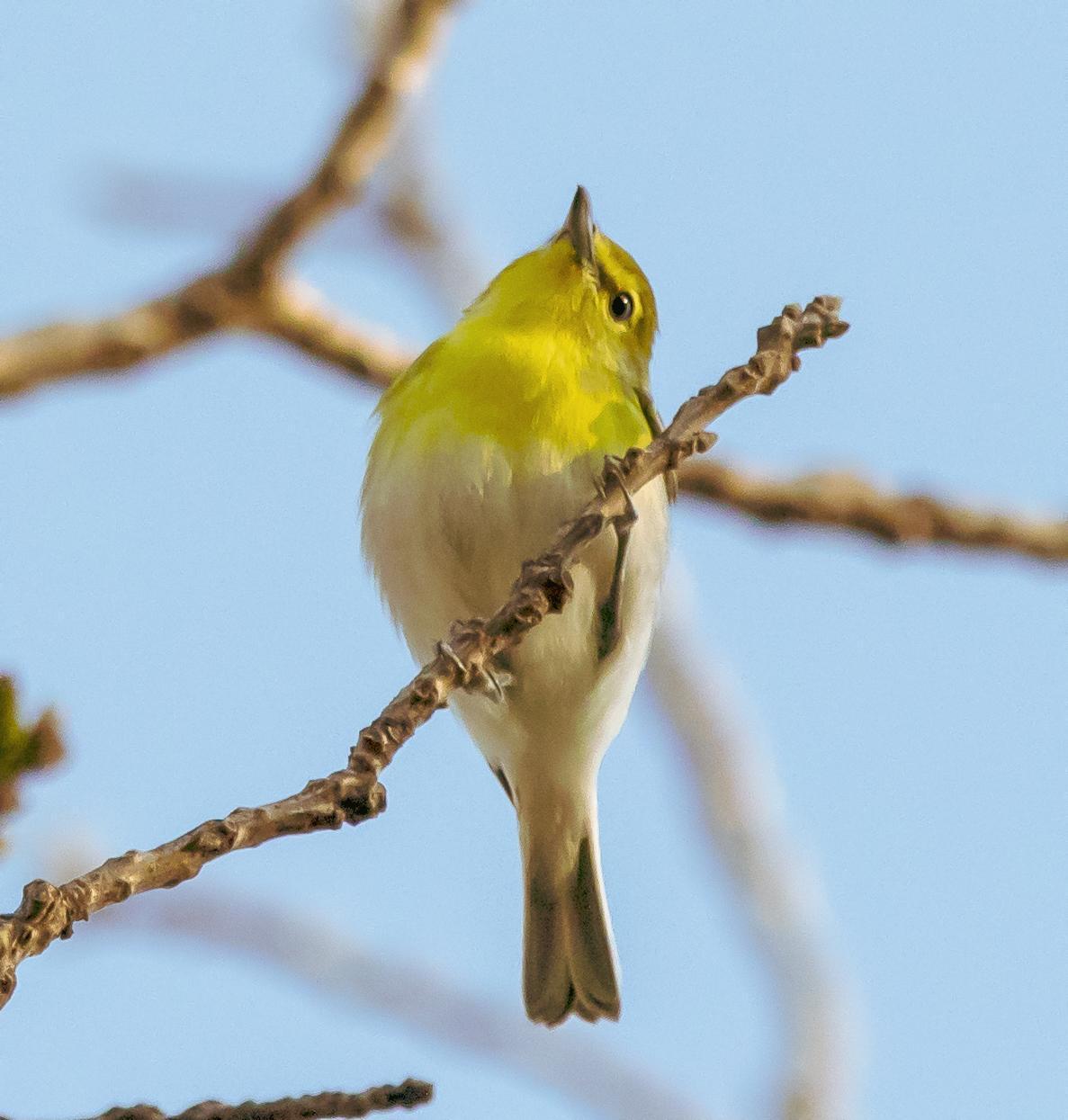 Yellow-throated Vireo Photo by Tom Gannon