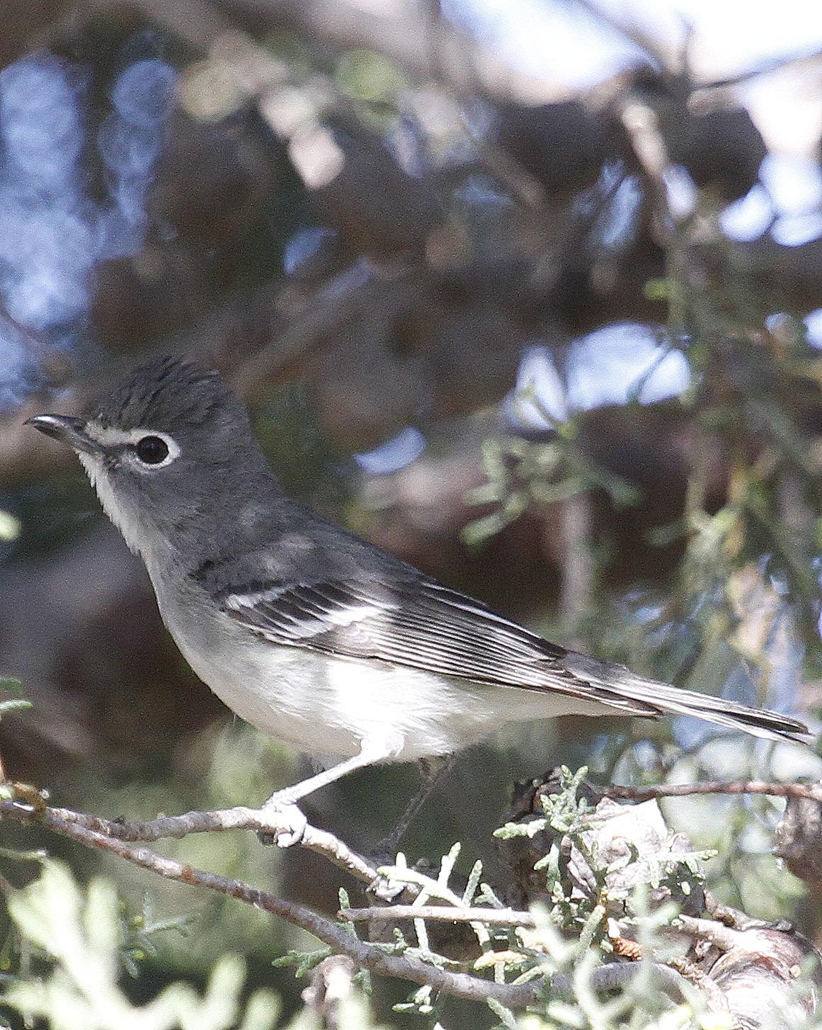 Plumbeous Vireo Photo by Isaac Sanchez
