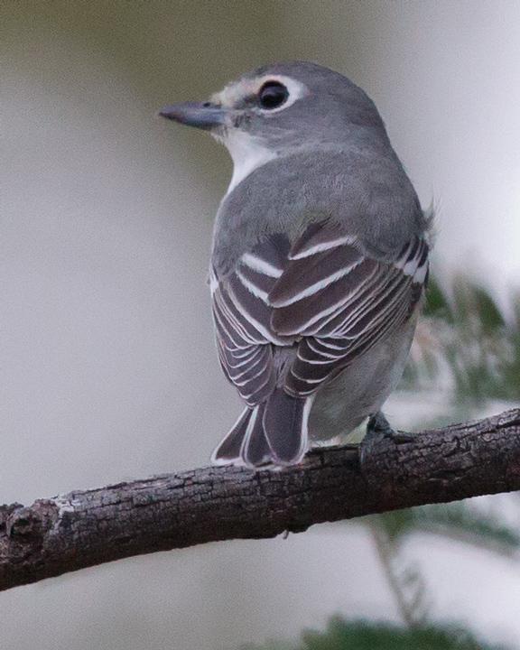 Plumbeous Vireo Photo by Mat Gilfedder