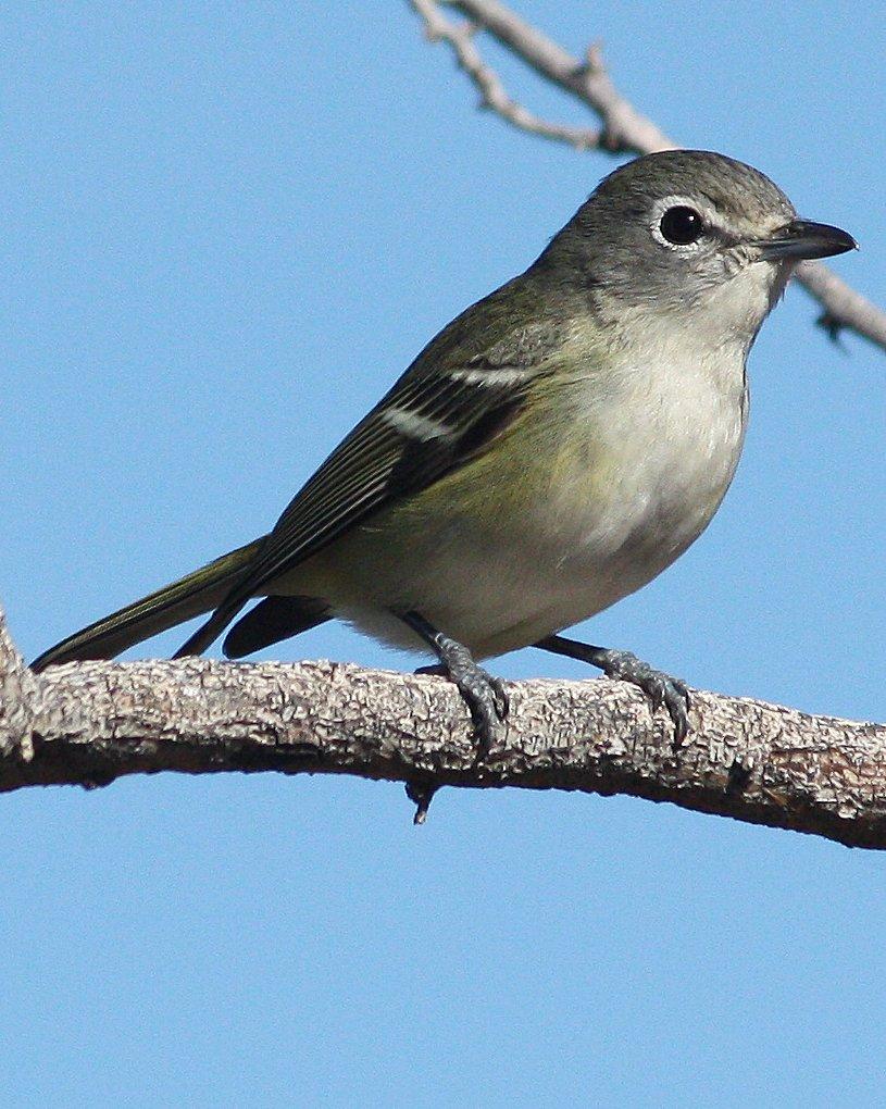 Cassin's Vireo Photo by Andrew Core