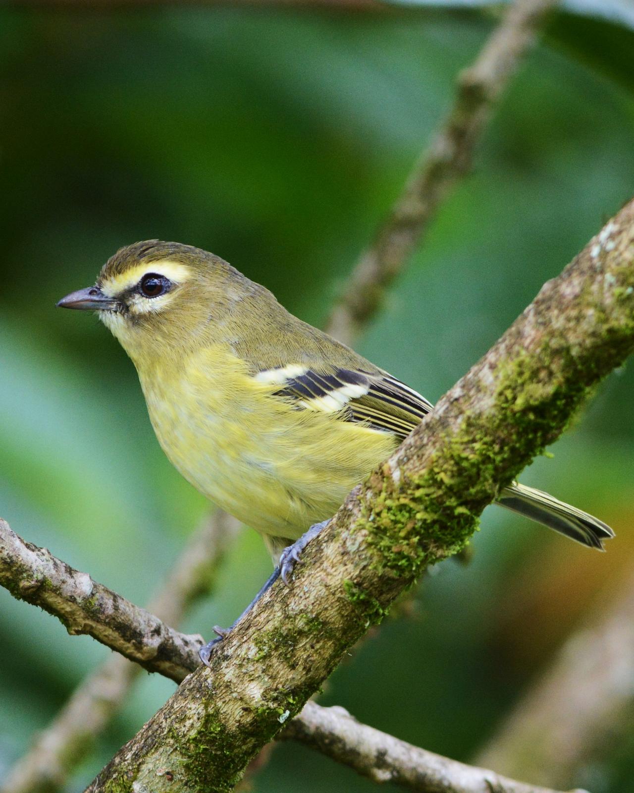Yellow-winged Vireo Photo by David Hollie