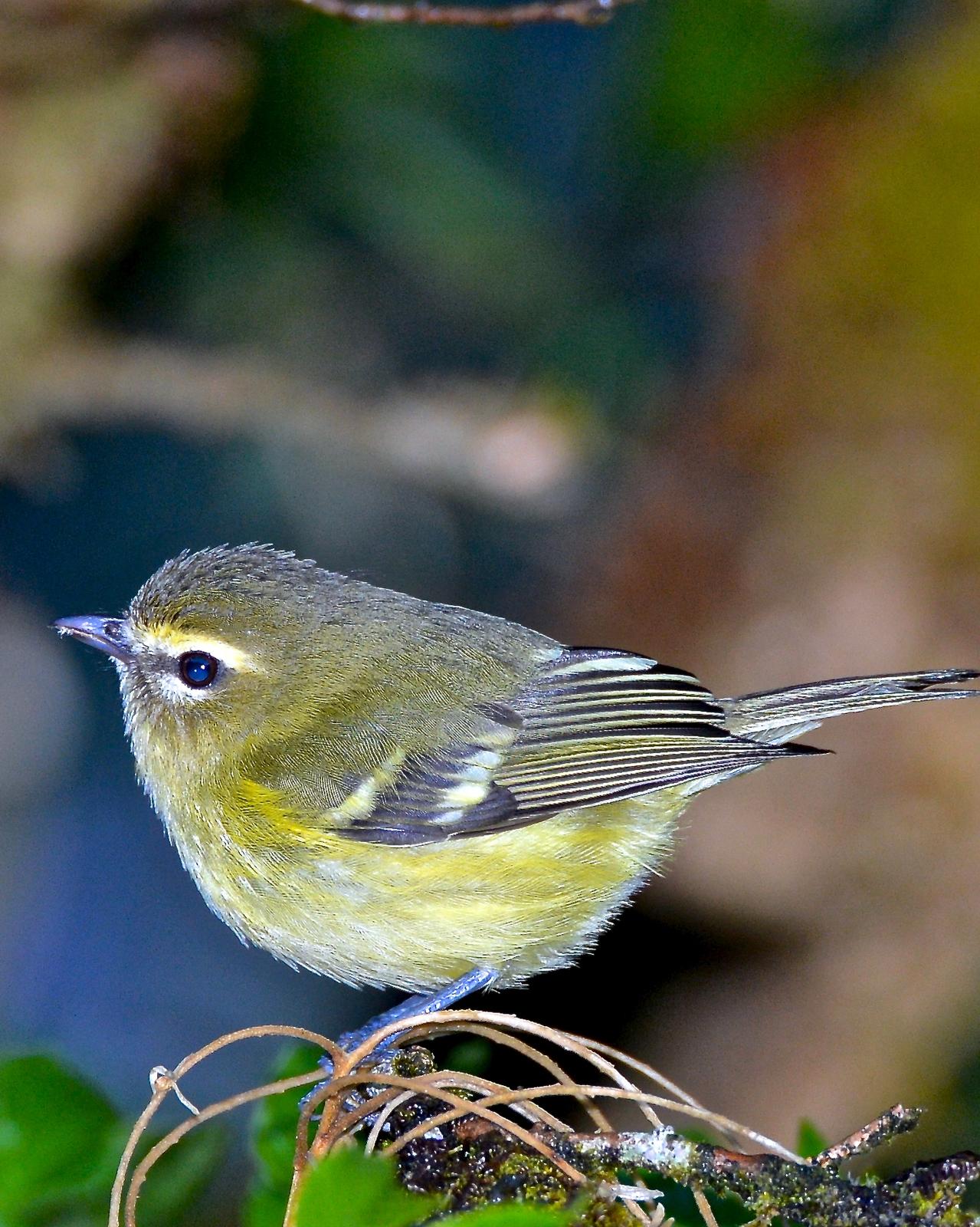 Yellow-winged Vireo Photo by Gerald Friesen