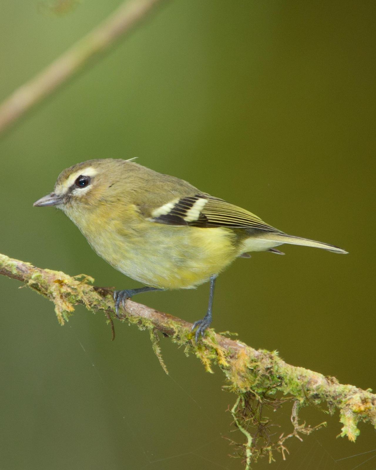 Yellow-winged Vireo Photo by Robert Lewis