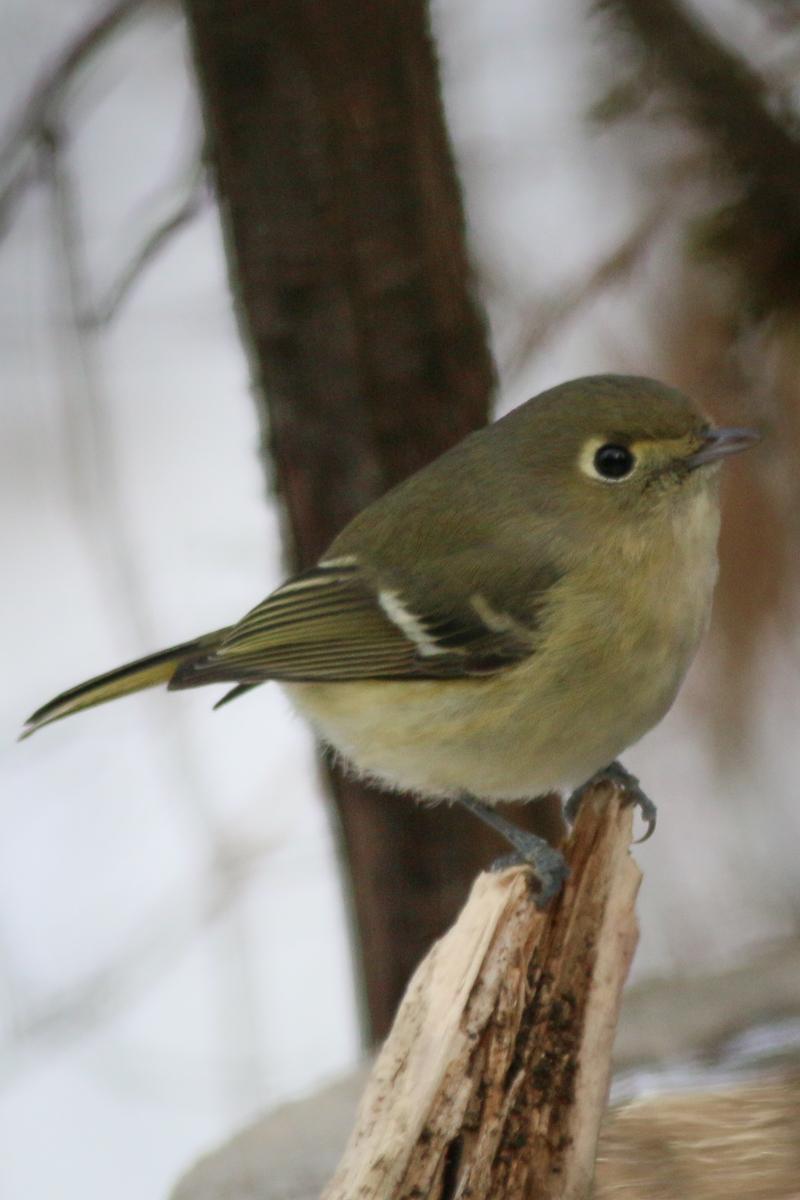 Hutton's Vireo Photo by Skip Russell