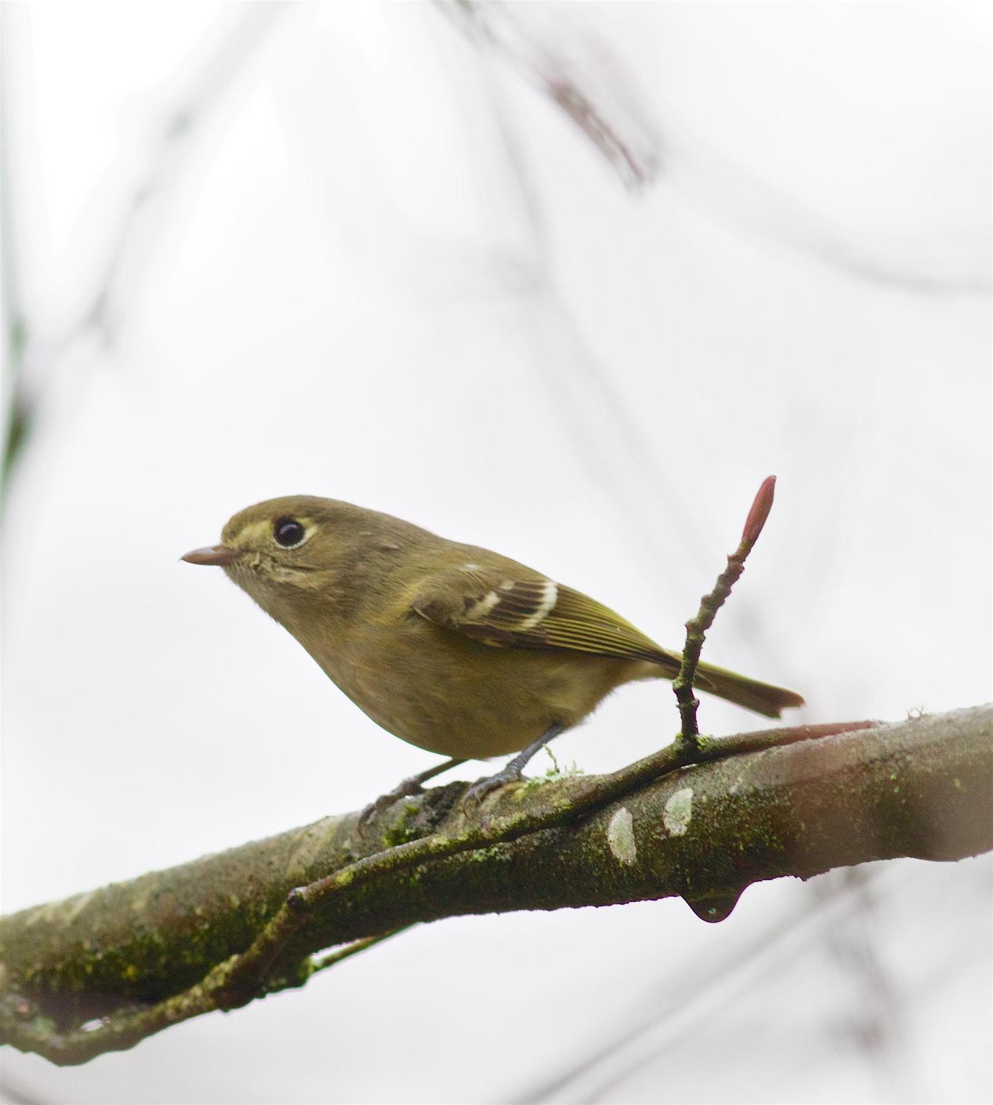 Hutton's Vireo Photo by Kathryn Keith