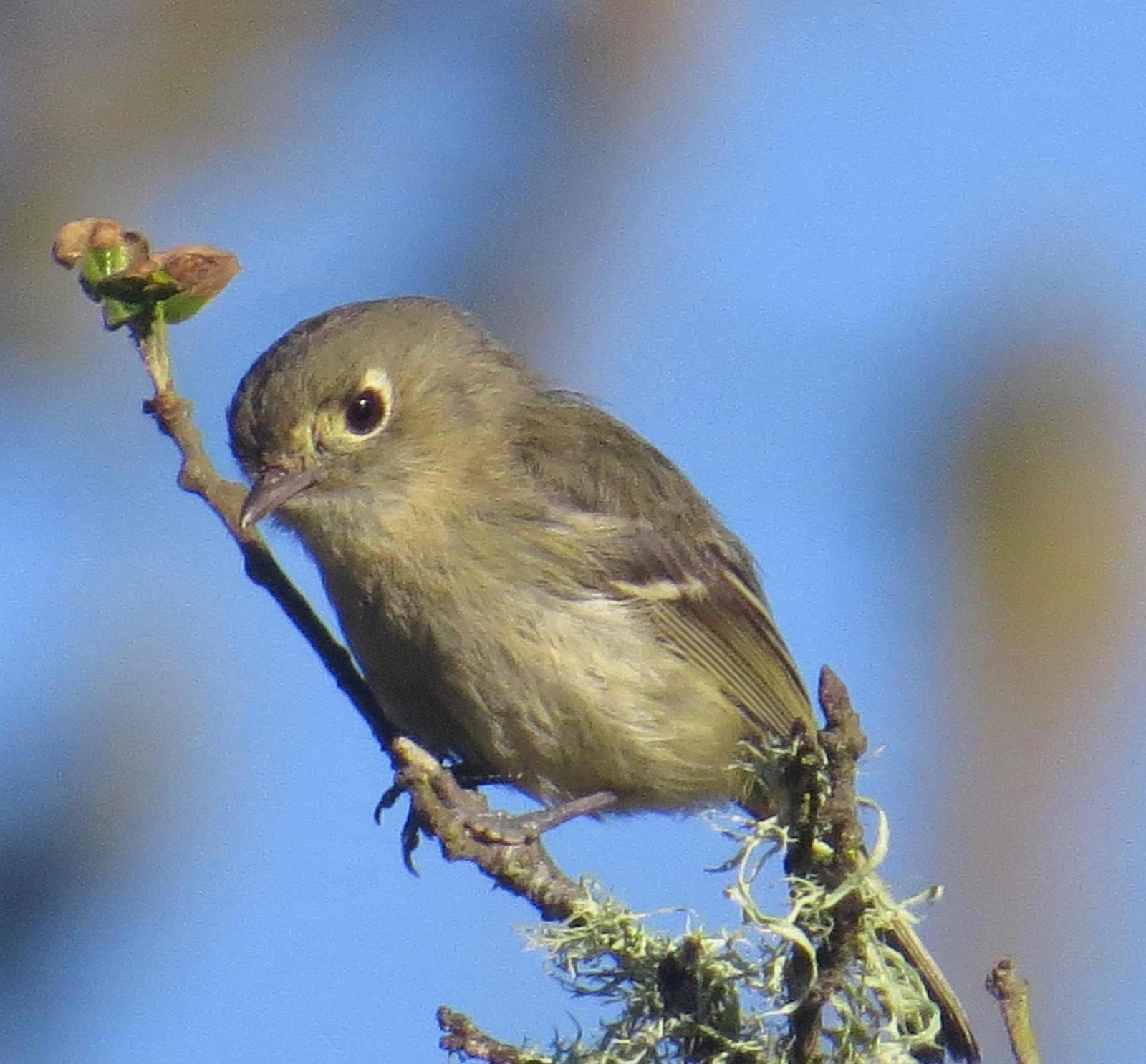 Hutton's Vireo (Pacific) Photo by Don Glasco