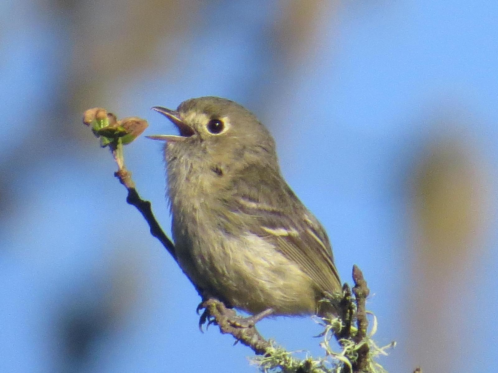Hutton's Vireo (Pacific) Photo by Don Glasco