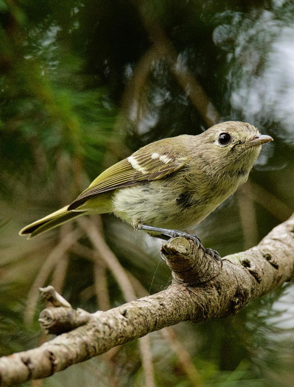 Hutton's Vireo (Pacific) Photo by Brian Avent