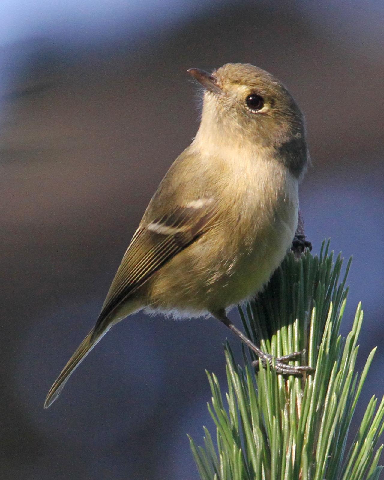Hutton's Vireo (Pacific) Photo by Jamie Chavez