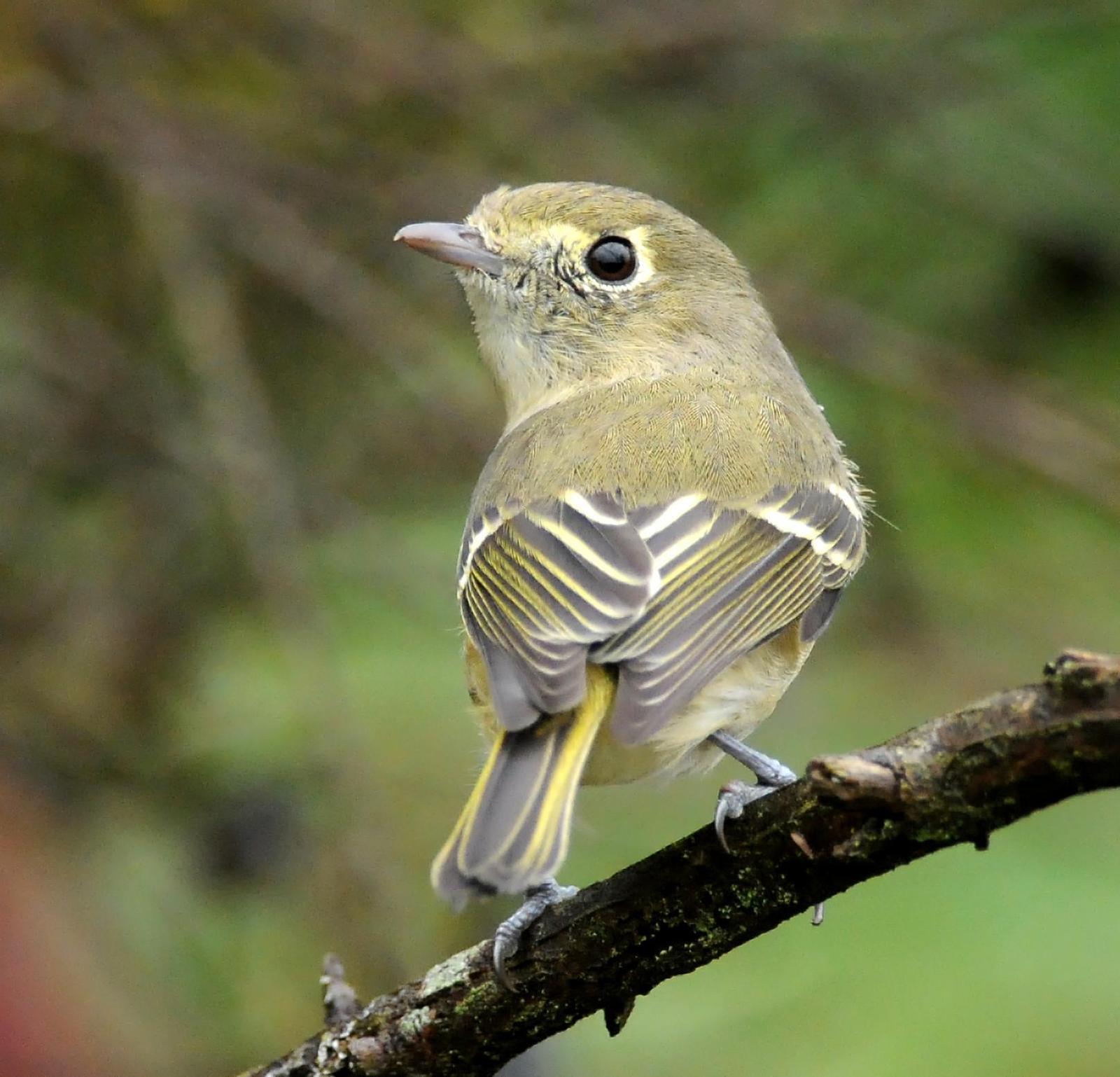 Hutton's Vireo (Pacific) Photo by Steven Mlodinow