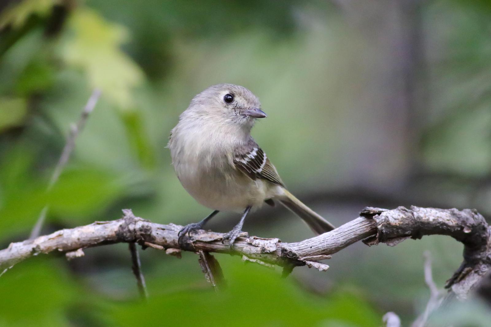Hutton's Vireo (Interior) Photo by Tom Ford-Hutchinson