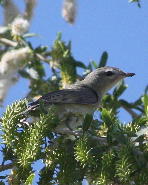 Warbling Vireo Photo by Andrew Core