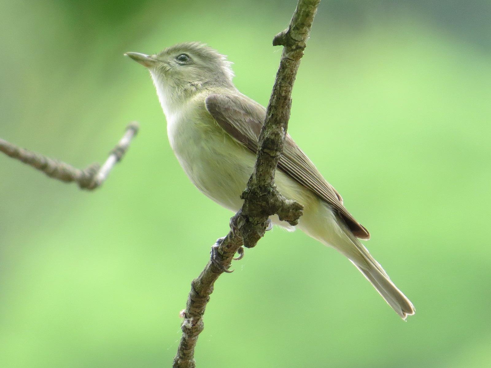 Warbling Vireo Photo by Kathy Wooding