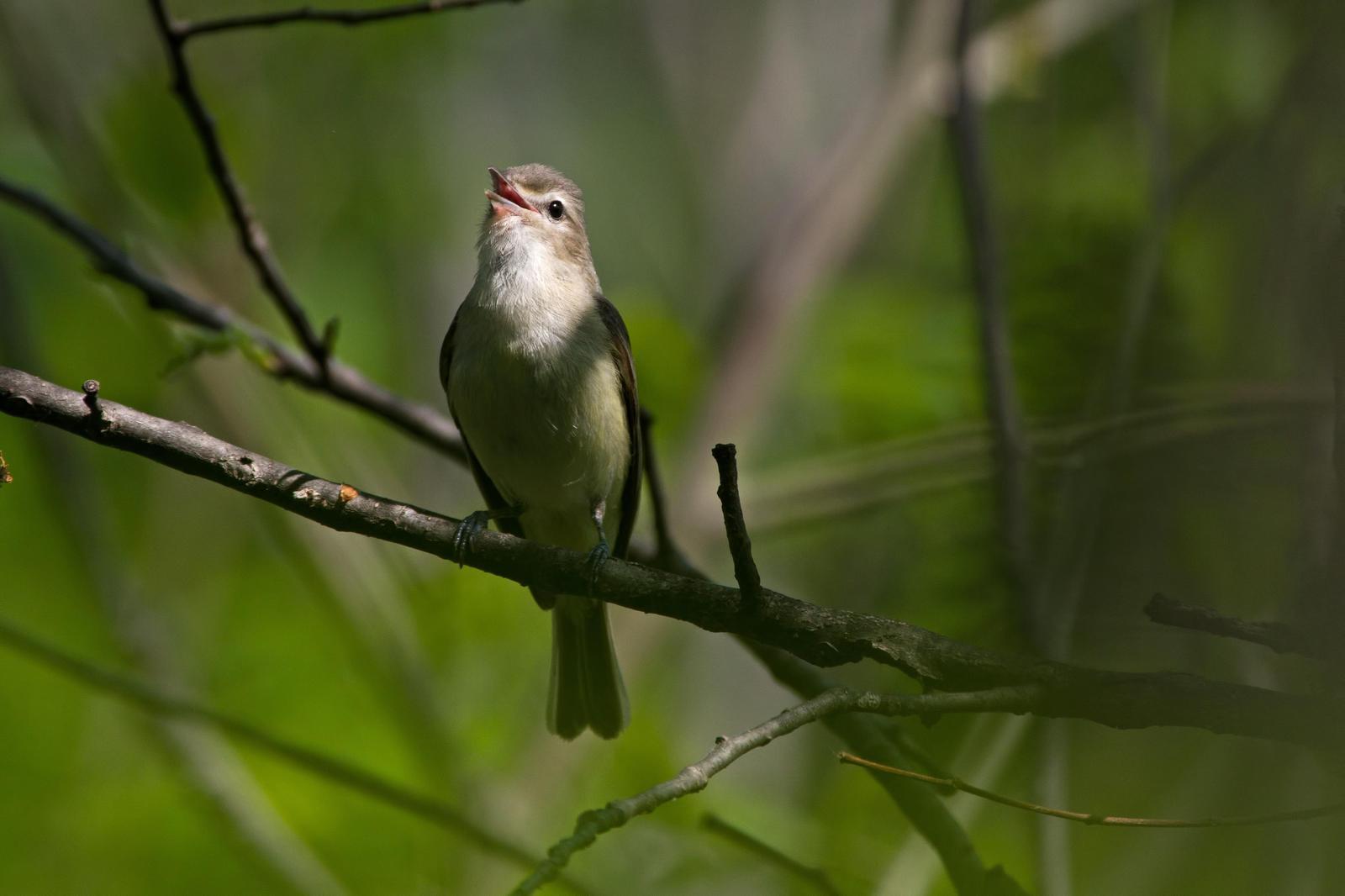 Warbling Vireo Photo by Rob Dickerson