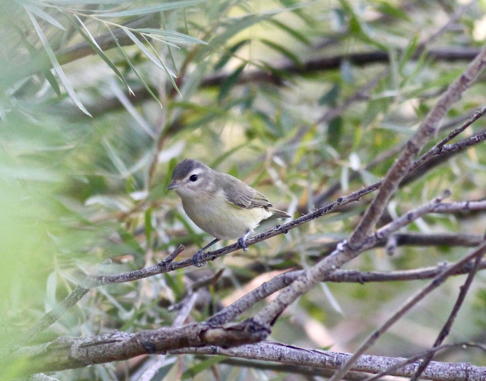 Warbling Vireo Photo by Kathryn Keith