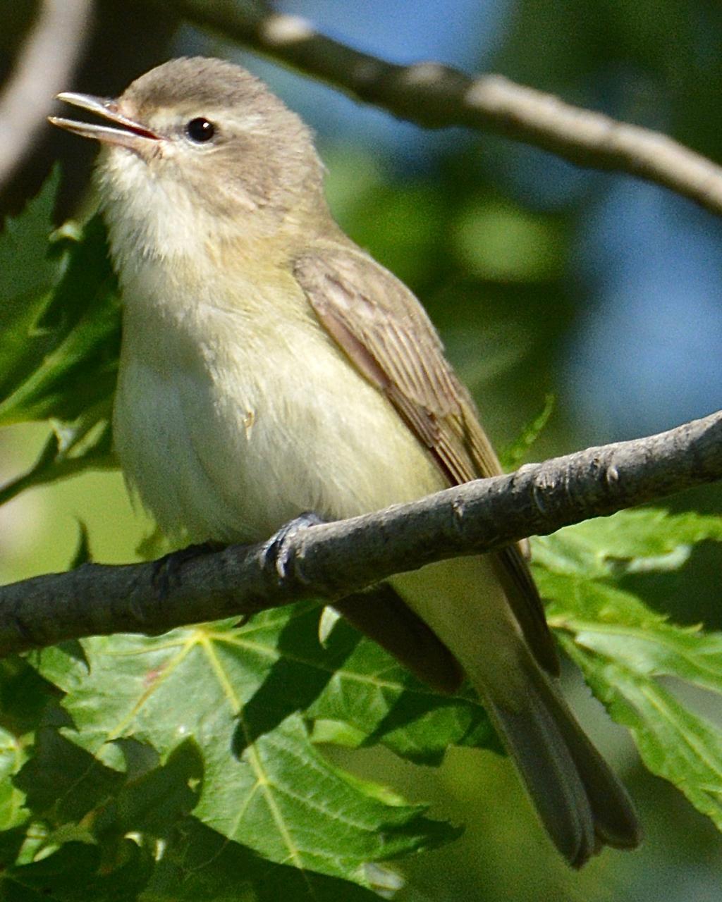 Warbling Vireo Photo by Brian Avent