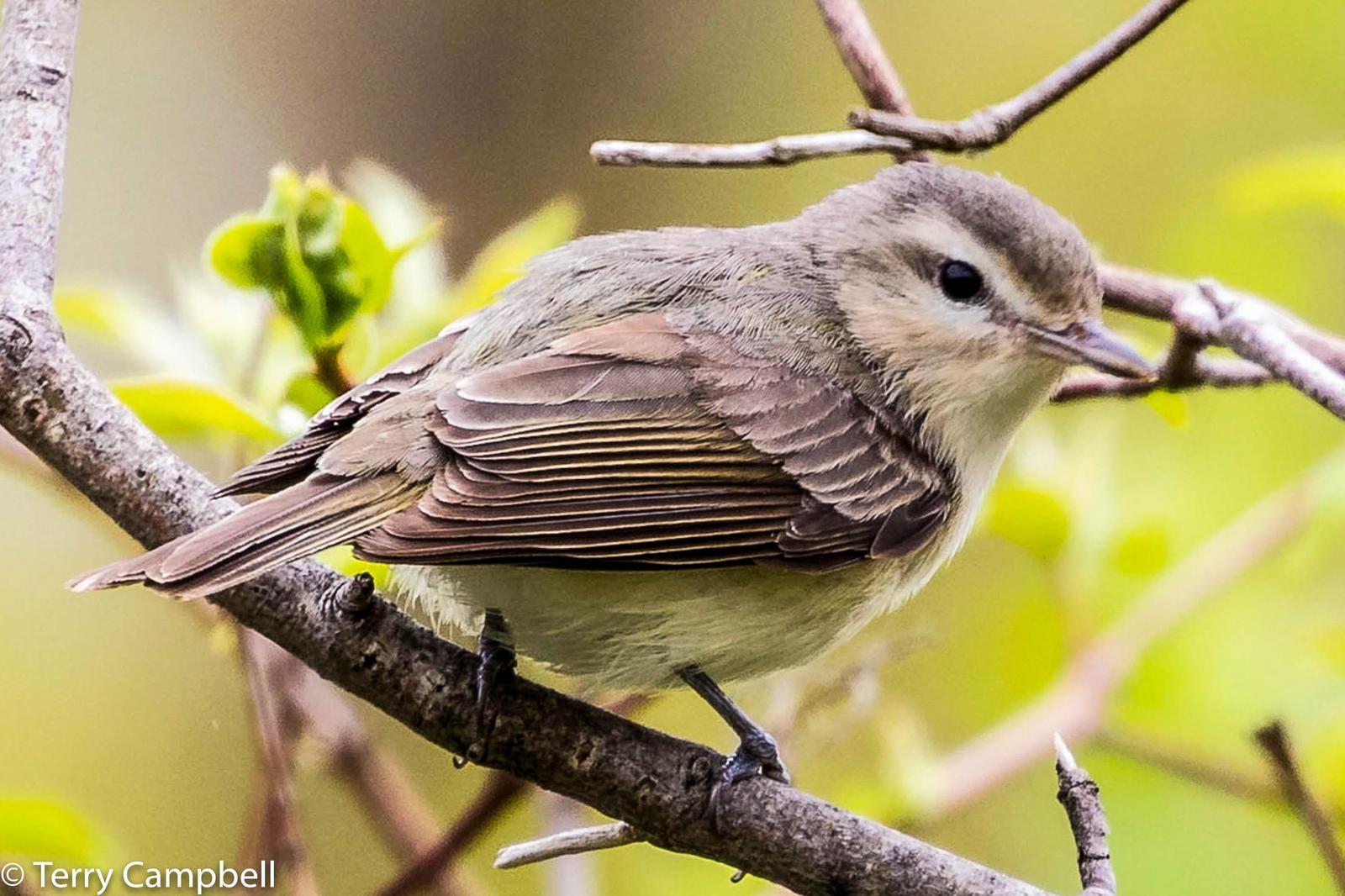 Warbling Vireo Photo by Terry Campbell