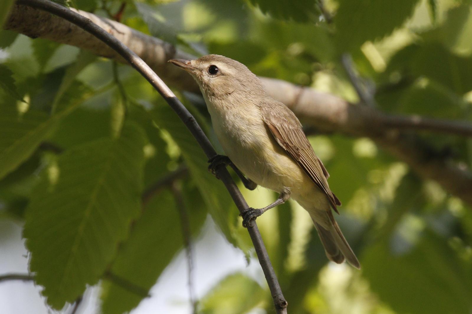 Warbling Vireo Photo by Emily Willoughby