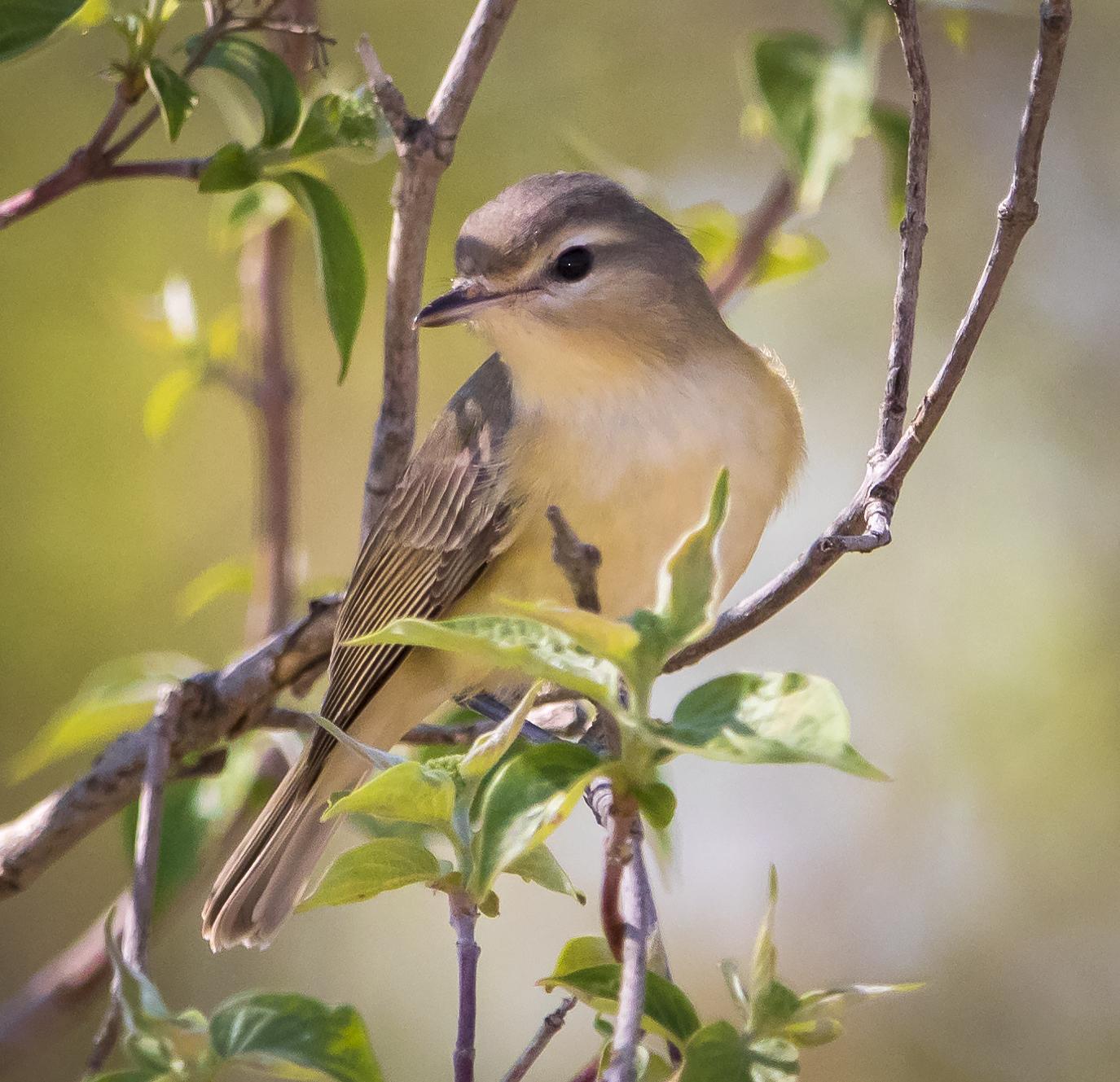 Warbling Vireo Photo by Tom Gannon
