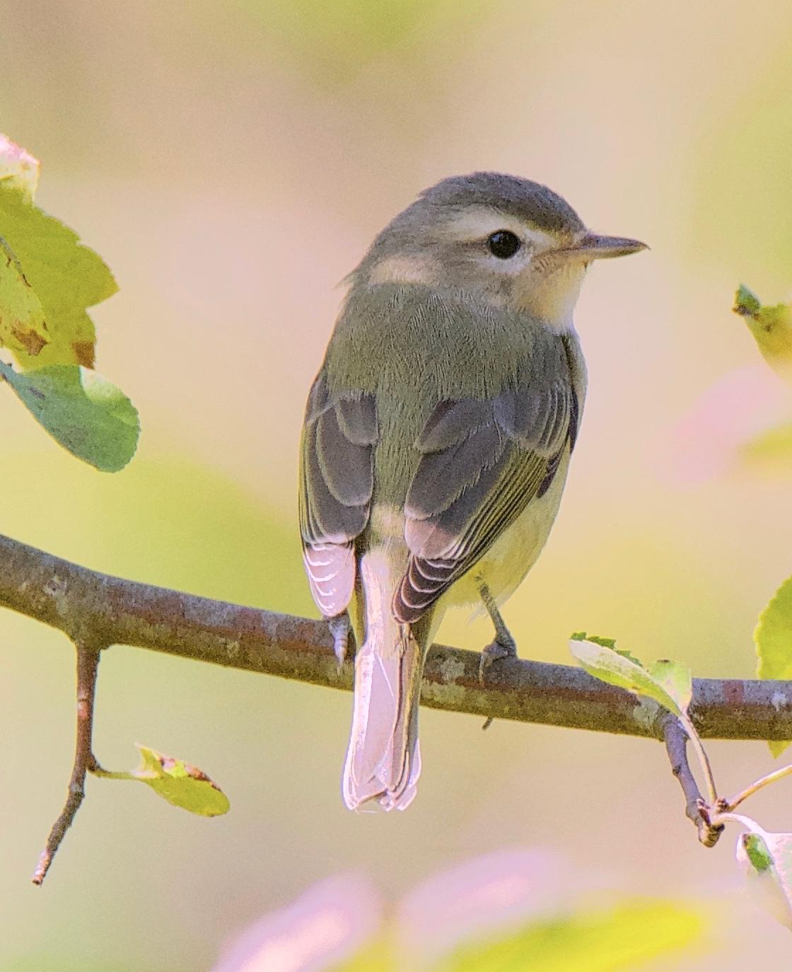 Warbling Vireo (Western) Photo by Brian Avent