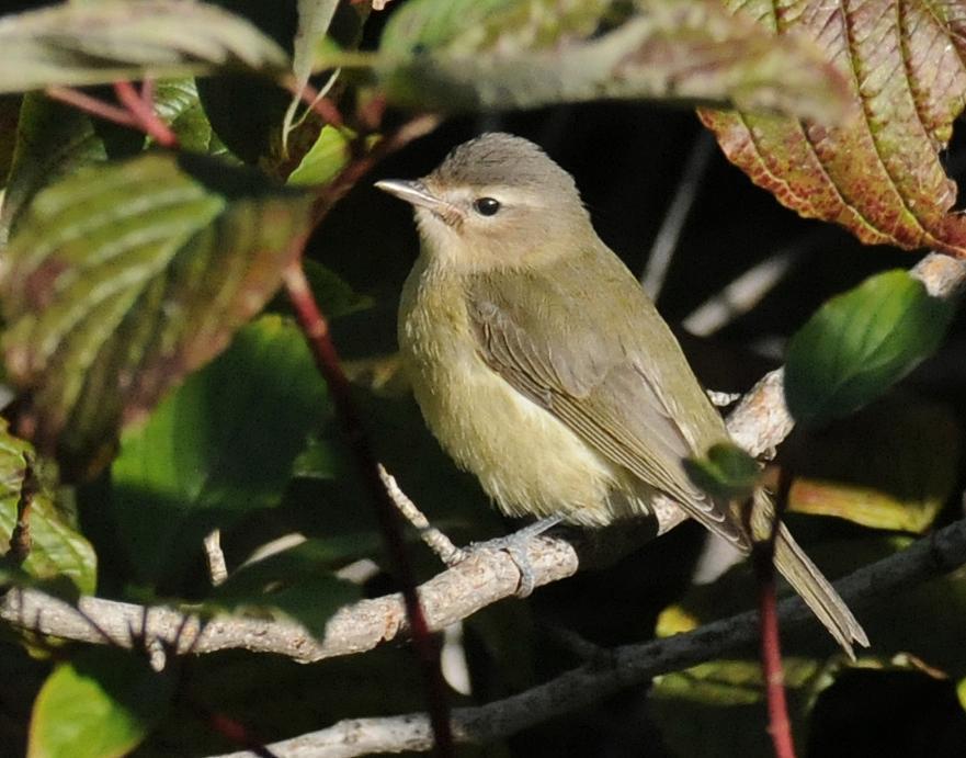 Warbling Vireo (Western) Photo by Steven Mlodinow