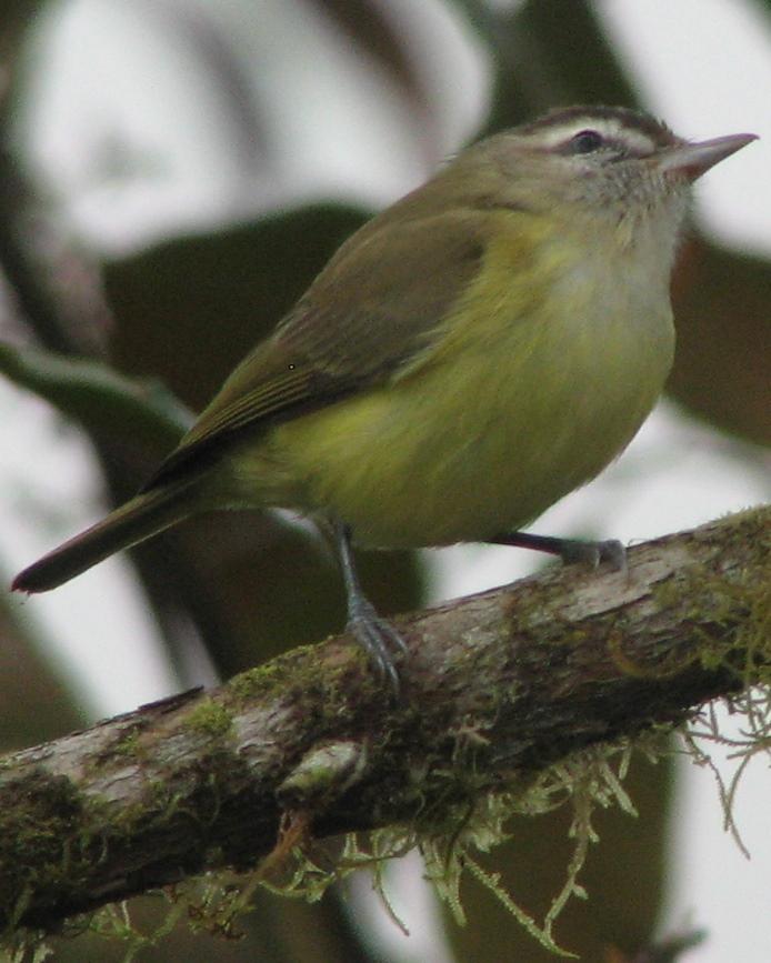 Brown-capped Vireo Photo by Kent Fiala