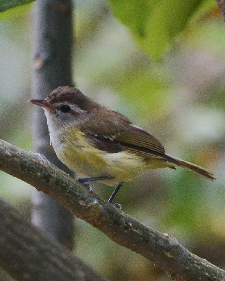 Brown-capped Vireo Photo by David Hollie
