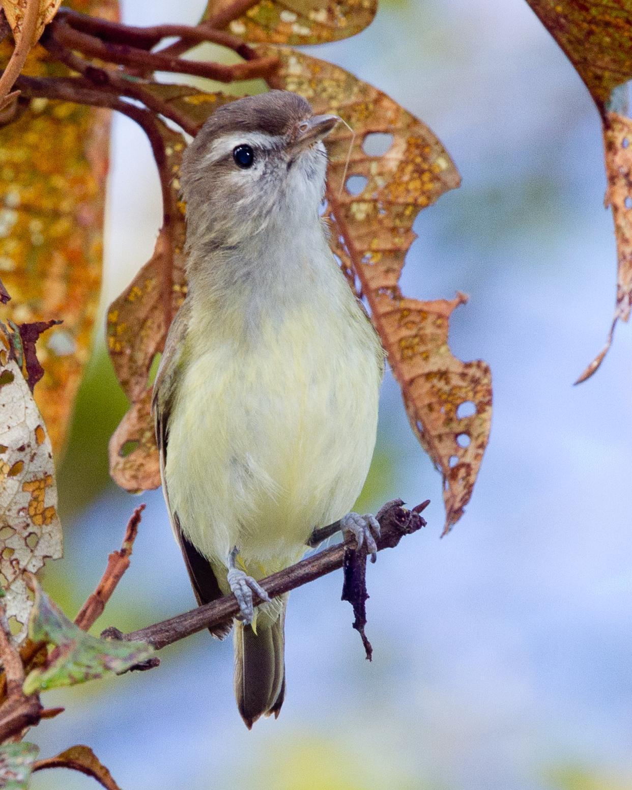 Brown-capped Vireo Photo by Robert Lewis