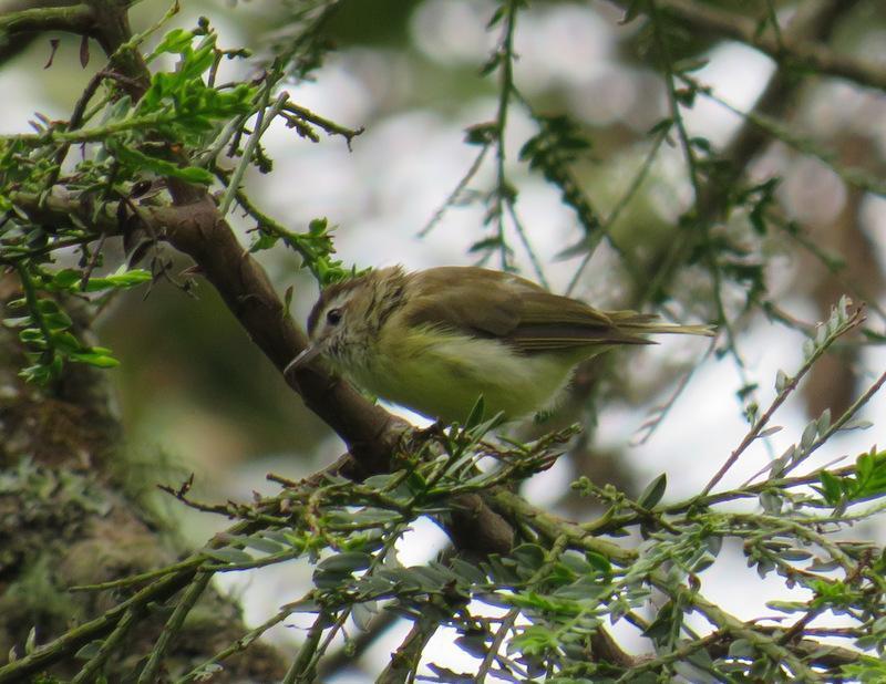 Brown-capped Vireo Photo by Jeff Harding