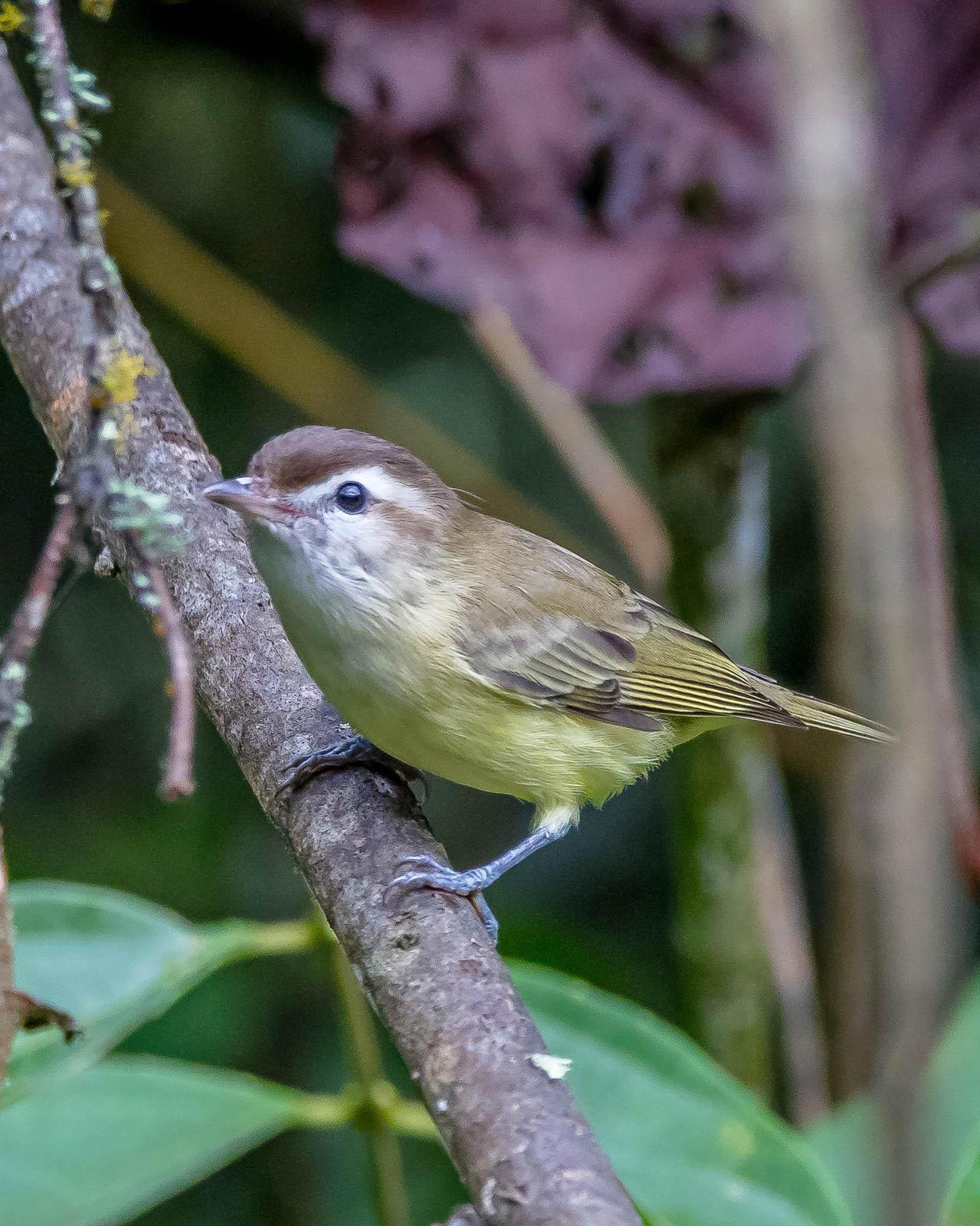 Brown-capped Vireo Photo by Denis Rivard